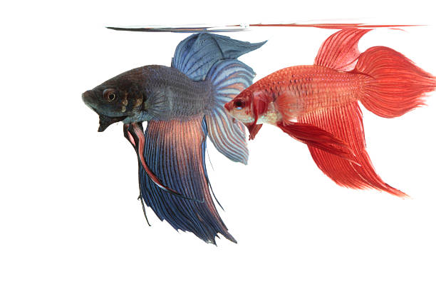istock Siamese Fighting Fishes 182890420