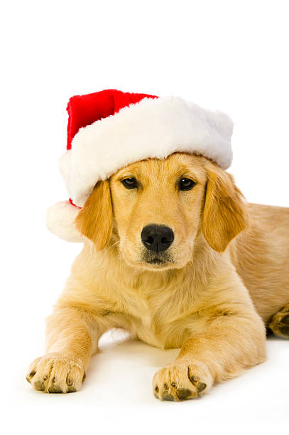 istock Santa Golden Retriever Puppy 182890478