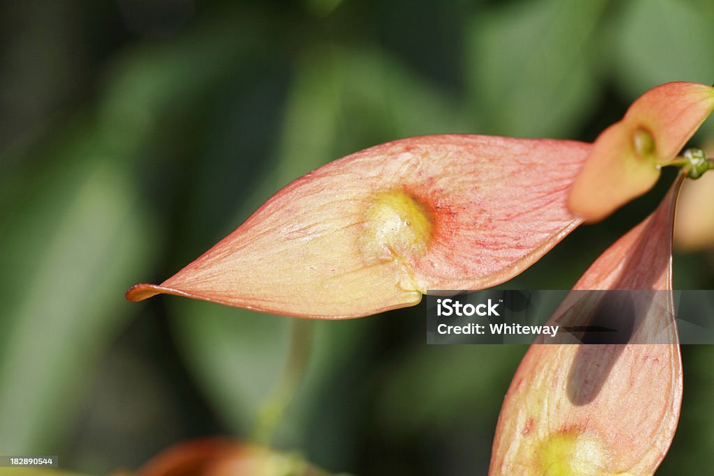 翼のシードの木の天国 Ailanthus altissima - カラー画像のロイヤリティフリーストックフォト