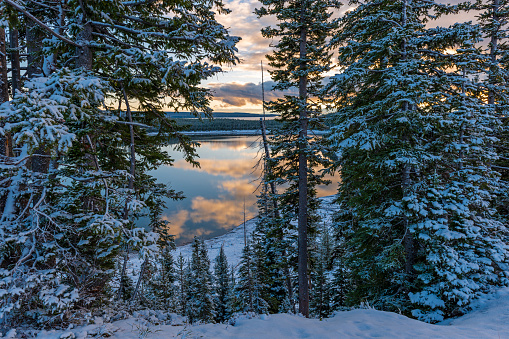 Yellowstone Lake and pine trees in snow at sunrise, Yellowstone national park, Wyoming, USA.
