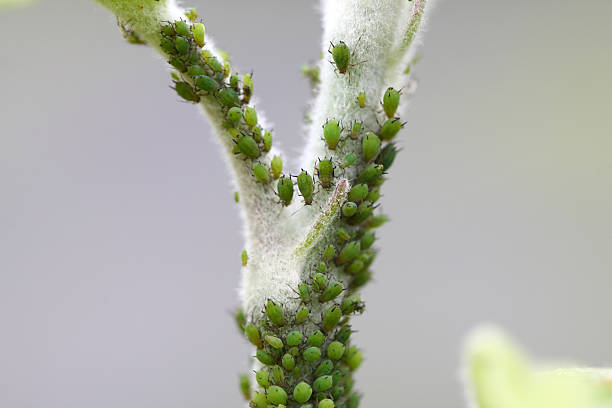 Macro de pucerons - Photo