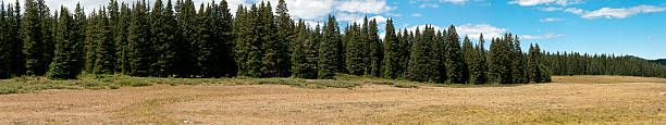 istock Panorama of Mountain Meadow and Pine Forest 182890848