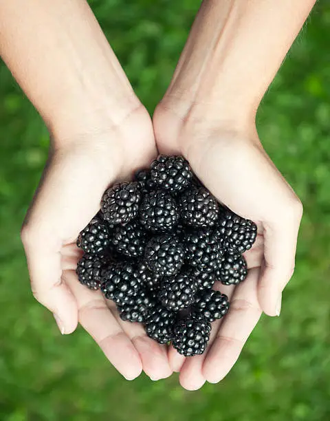 Photo of Organic Blackberries - Grown in the Wild (XXXL)