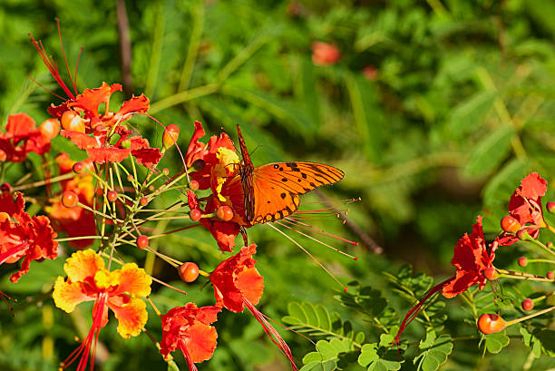 Colorful Butterfly landing on tropical flower