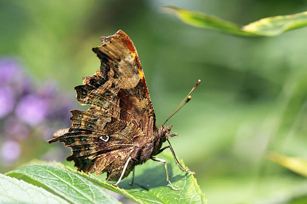 istock Butterfly Polygonia c-album 182891063