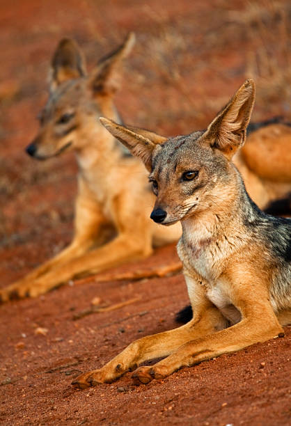 istock Pair of black-backed jackals 182891142