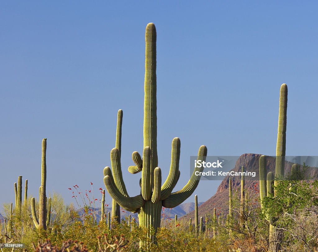 Desert Cactus - Zbiór zdjęć royalty-free (Ameryka Północna)
