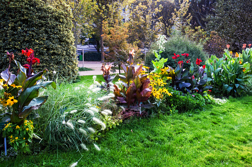 Red Canna flowers (canna lily) , white  nikotiana sylvestris flowers (woodland tobacco), rudbeckia hirta (black-eyed\n susan), feathertop flowers (pennisetum villosum)  in  Garden of Plants in Paris - amazing Mixboarder - art of gardening