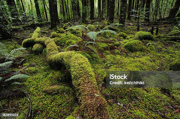 Foto de Moss No Chão Da Floresta e mais fotos de stock de Floresta - Floresta, Montanha Brocken, Antigo