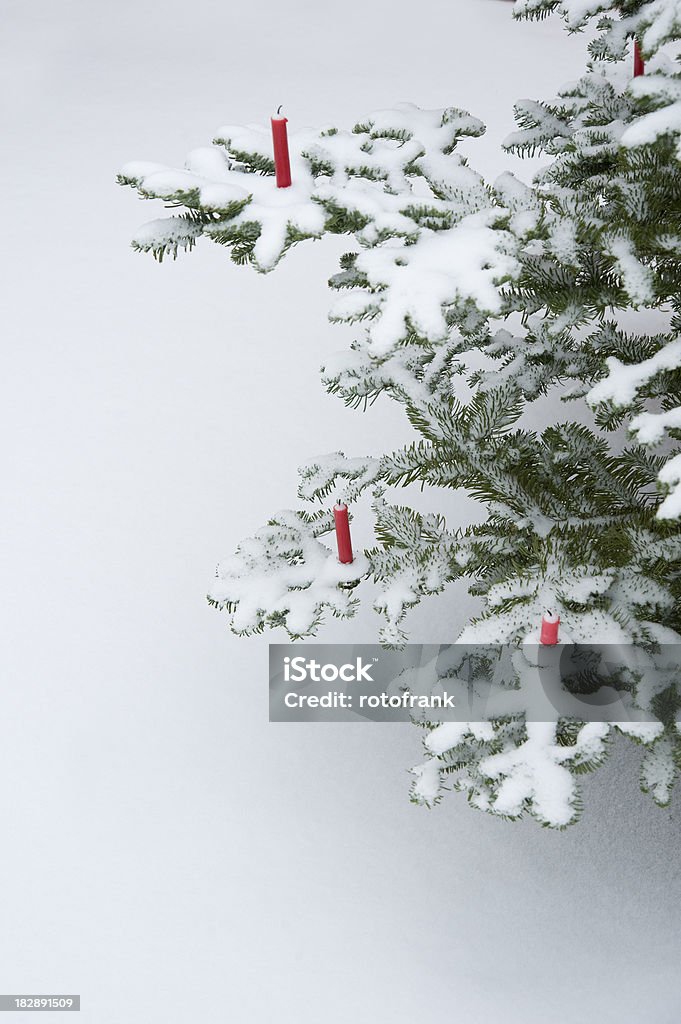 О�ткрытый Рождественская елка - Стоковые фото Без людей роялти-фри