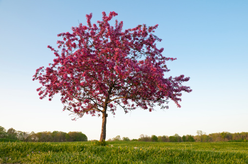 One beautiful flowering crab tree