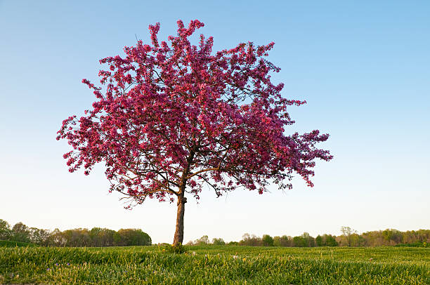 Single Flowering Crab Apple Tree stock photo