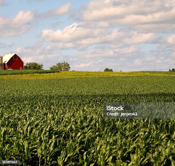 Illinois Campo De Milho - Fotografias de stock e mais imagens de Illinois - Illinois, Cena Rural, Quinta