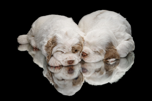 two puppies on black. sweet newborn dog clumber spaniel indoors