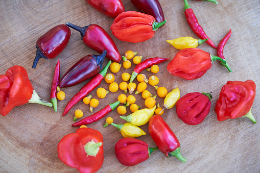 Close up picture of harvested, various red, yellow and black fresh hot chilli pepers on the wooden plate. Nice example variability in sizes, colours, shapes and heat levels of chillies.