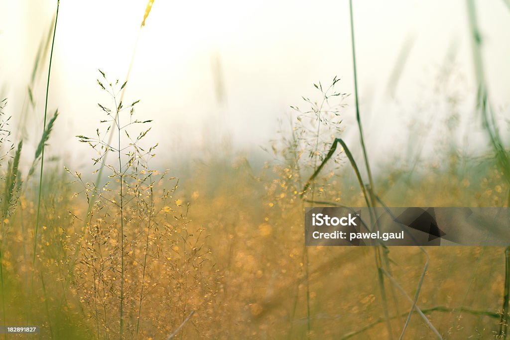 Пакет услуг «Autumn in Meadow - Стоковые фото Абстрактный роялти-фри