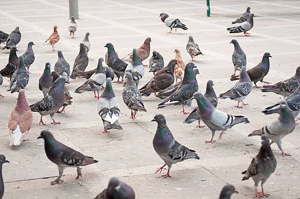 istock Group of Pidgeons in a Public Park 182891932