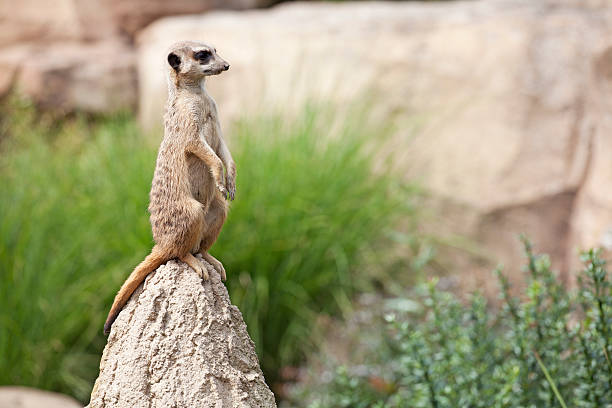 Suricate (meerkat) Suricate or meerkat (Suricata suricatta) standing on guard, Kalahari, South Africa kgalagadi transfrontier park stock pictures, royalty-free photos & images