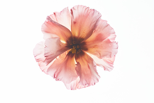 Top view background image of delicate pressed flower against light, copy space