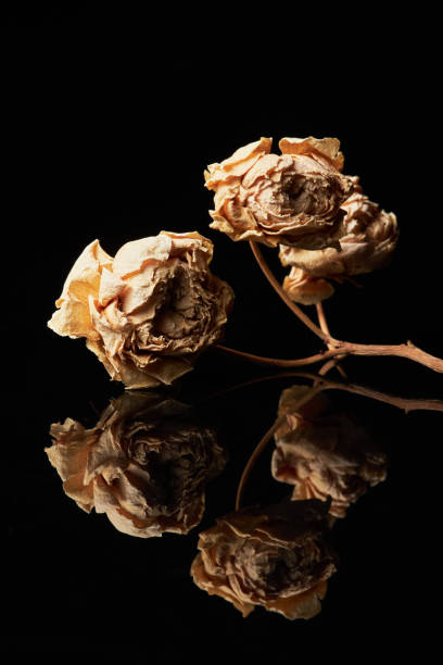 istock Dried Flowers with Mirror Reflection on Black 1828920908