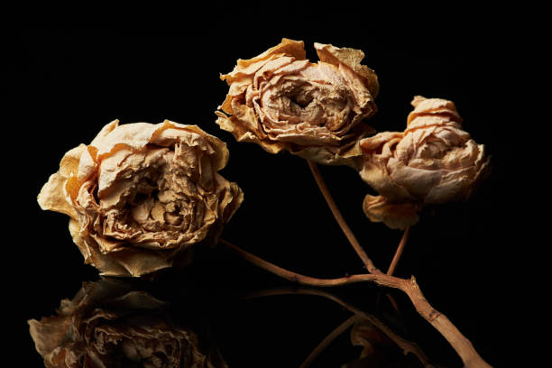 istock Dried Roses with Mirror Reflection on Black 1828921008