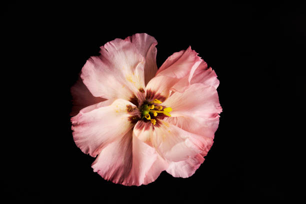 istock Top View of Single Pink Flower with Delicate Petals 1828921435