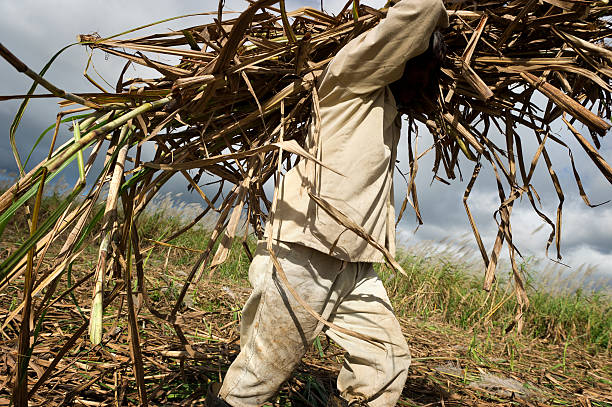 travail acharné de champ à la canne à sucre - cut sugar cane photos et images de collection