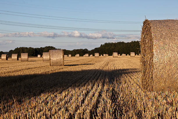 istock Bales of Straw 182892324