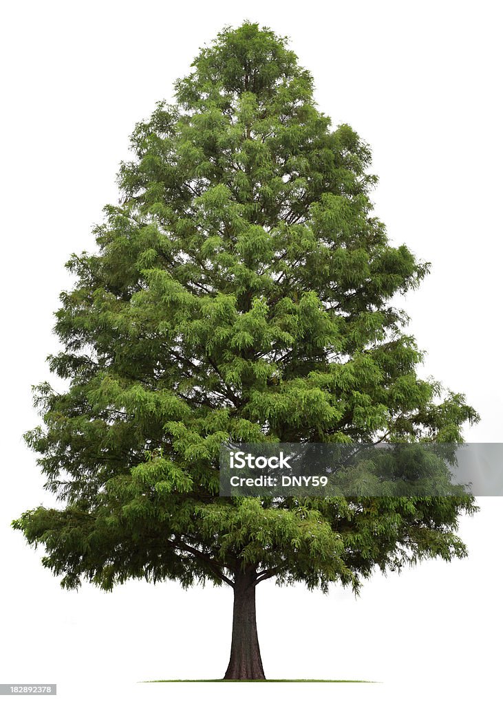 Bald Cypress Tree A Bald Cypress tree isolated on white.To see more isolated trees click on the link below: Tree Stock Photo