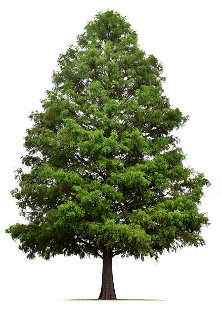 Bald Cypress Tree A Bald Cypress tree isolated on white.To see more isolated trees click on the link below: coniferous tree stock pictures, royalty-free photos & images