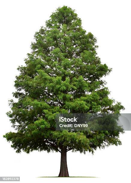 Bald Cypress Tree Stock Photo - Download Image Now - Tree, Bald Cypress Tree, White Background