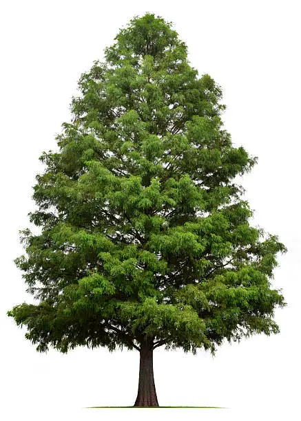 A Bald Cypress tree isolated on white.To see more isolated trees click on the link below: