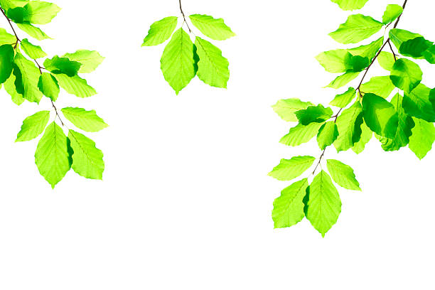 istock Fresh leaves XXXL 182892610
