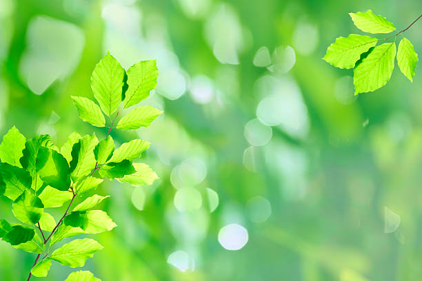 istock Fresh leaves XXXL 182892621