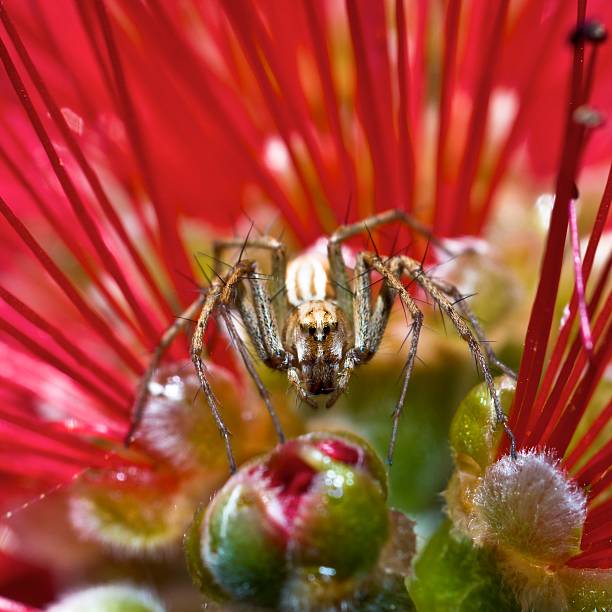 Spider on flower stock photo