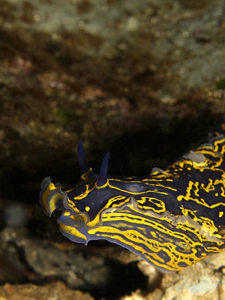 istock nudibranch - Hypselodoris picta 182892873