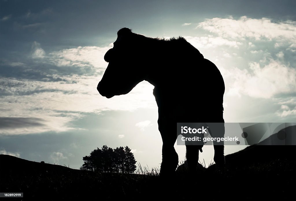 유제품 Cow 실루엣 - 로열티 프리 뉴질랜드 스톡 사진