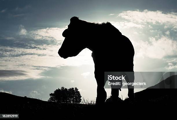 유제품 Cow 실루엣 뉴질랜드에 대한 스톡 사진 및 기타 이미지 - 뉴질랜드, 홀스타인소, 낙농장