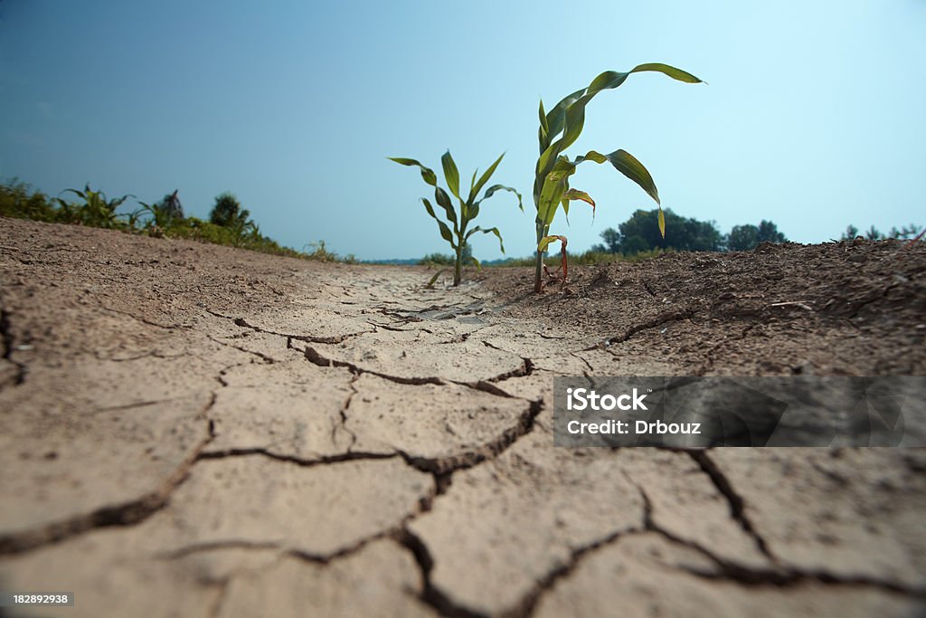 drought - Royalty-free Droogte Stockfoto
