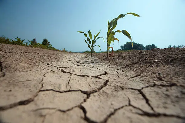 few small corn plants on the drained land. visible damage on the leaves due high temperaturesee other similar images: