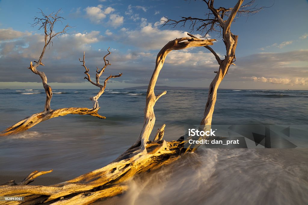 Shoreline Madeira Flutuante - Royalty-free Madeira Flutuante Foto de stock