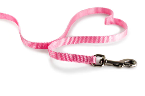Pink dog leash made to look like a heart on white background stock photo