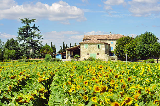 House in Provence with sunflowers stock photo
