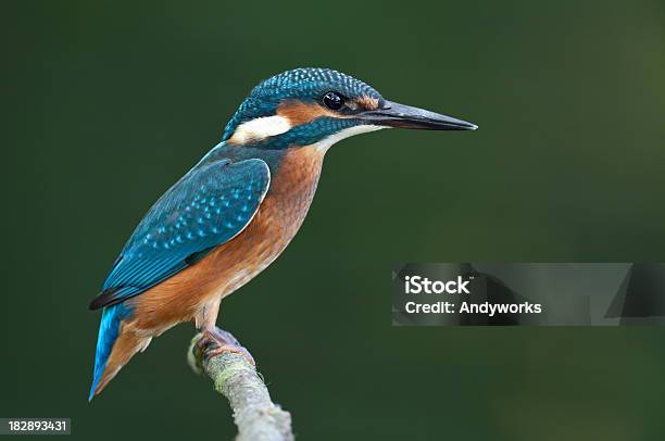 Junge Gemeinsamen Eisvogel Alcedo Atthis Stockfoto und mehr Bilder von Eisvogel - Eisvogel, Ast - Pflanzenbestandteil, Einzelnes Tier