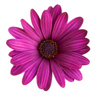 Close up of pink aster flowers taken from low angle with shallow depth of field