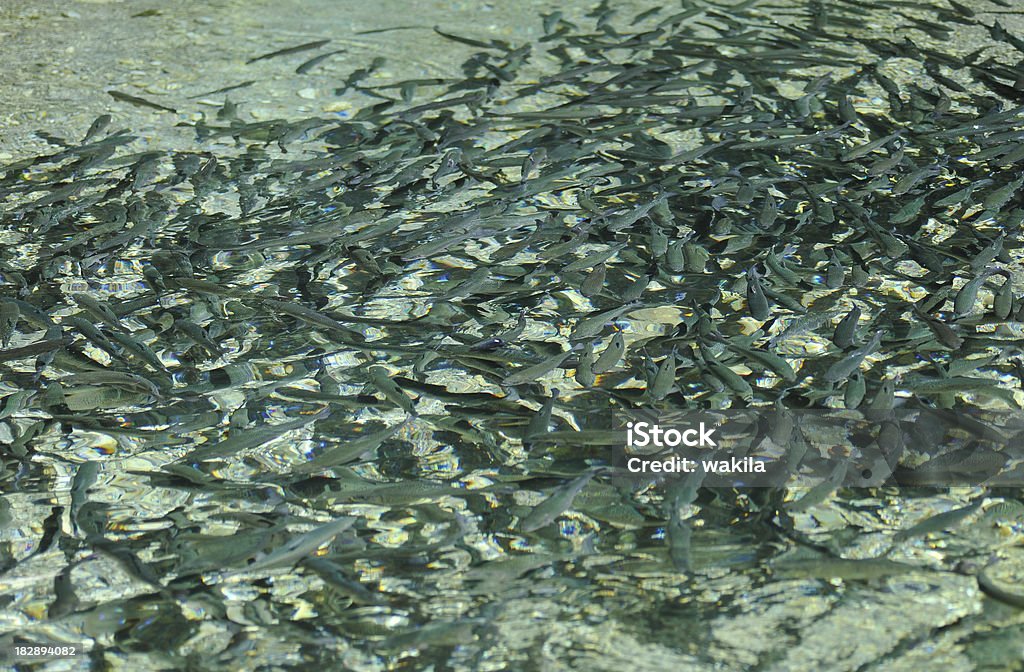 Peixes no vórtice pisciculture-big basin - Royalty-free Abstrato Foto de stock
