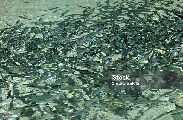 Peixes No Vórtice Pisciculturebig Basin - Fotografias de stock e mais imagens de Abstrato - Abstrato, Amontoar, Animal
