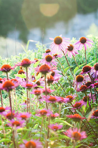 istock Summer garden with Echinacea flowers (lens flare) - XIII 182894568