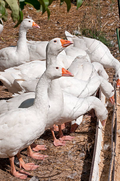 istock white barnyard geese, Anser anser 182894790