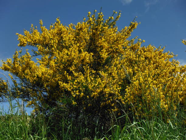 istock Cytisus scoparius, the common broom 1828948922